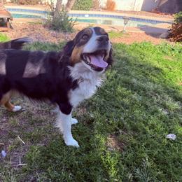 Whiskey - Miniature American Shepherd