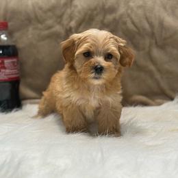 Tazer - Red male Yorkipoo puppy in Oakland, Kentucky from Imperial Dogs