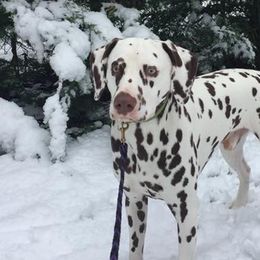 Dalmatians from Jordan's Dalmatians