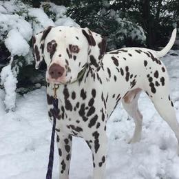 Dalmatians from Jordan's Dalmatians