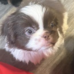 Pekingese, Poodle, and Shih Tzu Puppies from Happy puppies