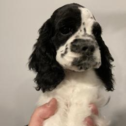 Cocker Spaniel Puppies from Palmtree Cockers