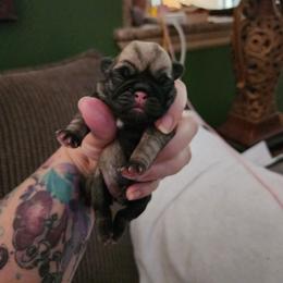 Fawn girl - Fawn female Pug puppy in Tacoma, Washington from Precious Princess Pugs