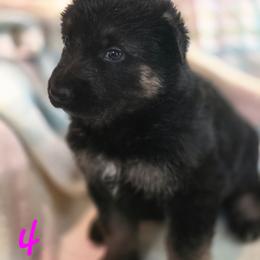 Female 4 - Black and tan female German Shepherd puppy in Leon, West Virginia from Heart2Heart Kennels
