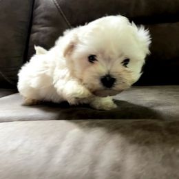 White and tan male - White and tan male Morkie puppy in Madelia, Minnesota from Prairie Farms