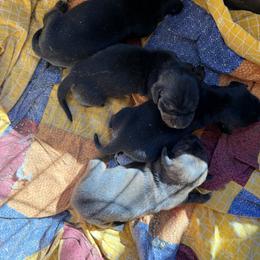 Doug - Black and tan male Dachshund puppy in Pearce, Arizona from Katy West Weenies