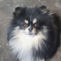Gucci - Pomeranian