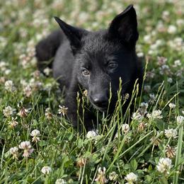 German Shepherd Puppies from North Mountain Kennels