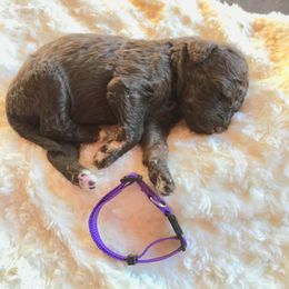 Bernedoodle Puppies from Cry Woof LLC