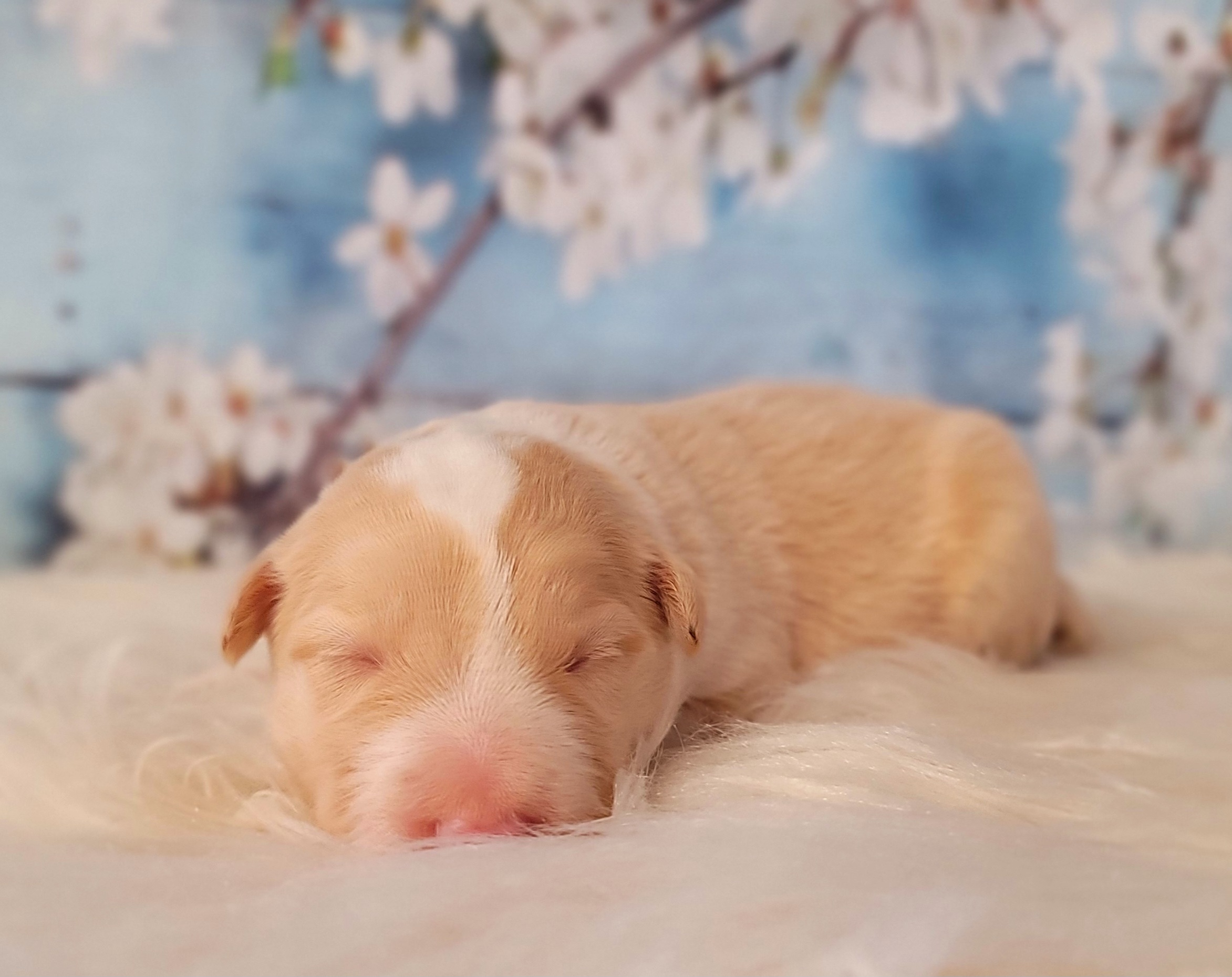 Border Collie and Pembroke Welsh Corgi Puppies from Borderline Kennels