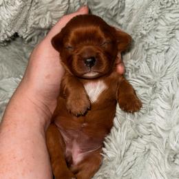 Girl 1 - Ruby female Cavalier King Charles Spaniel puppy in Mayo, Florida from Kingston’s Cavaliers