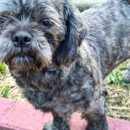 Diva - Shih Tzu
