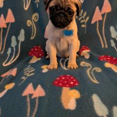 Pug Puppies from Lisa's Pugalicious Pugs