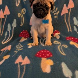 Pug Puppies from Lisa's Pugalicious Pugs