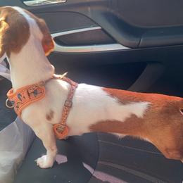 Weenie - Dachshund