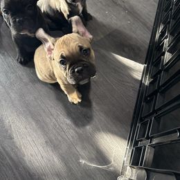 Bruce - Fawn male French Bulldog puppy in Whittier, California from West Coast Bullies & Frenchies