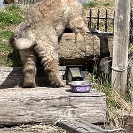 Leonberger Puppies from Sinnsro Leonbergers