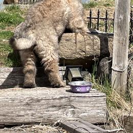 Leonberger Puppies from Sinnsro Leonbergers