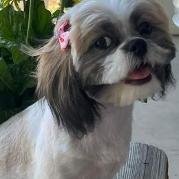 Shih Tzus from Mark's AKC Shih Tzus