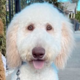 Sahbi - Goldendoodle