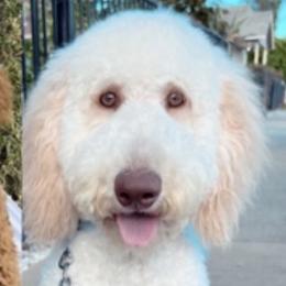 Sahbi - Goldendoodle