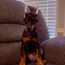 Girl 4 - Black and rust female Doberman Pinscher puppy in Lake City, Florida from Paintedcrazy Doberman Pinchers