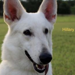 Hillary  - German Shepherd
