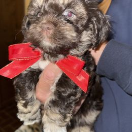 Havanese puppies from Tracy M. Reed