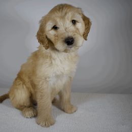 Applejack - Apricot Goldendoodle puppy in Millington, Tennessee from POP Goldendoodles