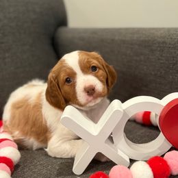 Gretsch - White and orange Brittany puppy in Dickson, Tennessee from Sandridge Brittanys