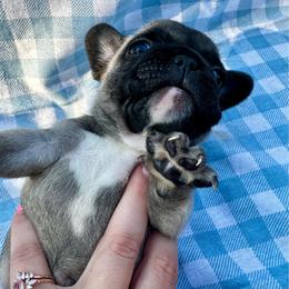 Caleb - Fawn and white male French Bulldog puppy in Greenfield, Missouri from Hope Mountain French Bulldogs
