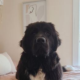Newfoundland Puppies from Tonka Bay Newfoundlands