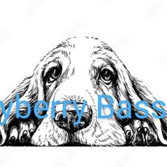 Basset Hounds from Mayberry Bassets