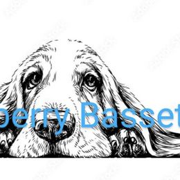 Basset Hounds from Mayberry Bassets
