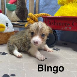 Bingo - Red female Pembroke Welsh Corgi puppy in Apison, Tennessee from Ashmore Corgis