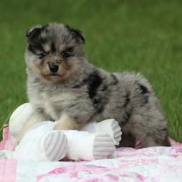 Aster - Merle male Pomsky puppy in Wolfe City, Texas from Susan Warnock