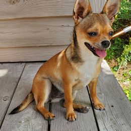 Ruby - Chihuahua