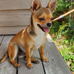 Ruby - Chihuahua