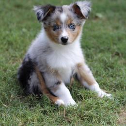 Miniature Australian Shepherd and Toy Australian Shepherd Puppies from Stone & Sage ATX Toy & Mini Aussies