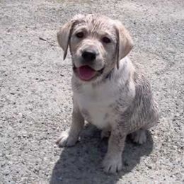 Labrador Retriever Puppies from Cecilie Drege