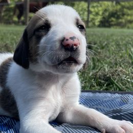 Girl 7 - American Foxhound puppy in Waxhaw, North Carolina from Setting Sun Kennel