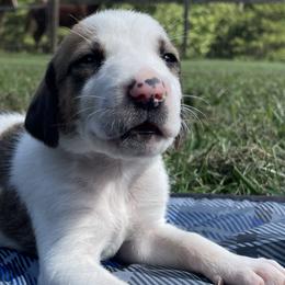 Girl 7 - American Foxhound puppy in Waxhaw, North Carolina from Setting Sun Kennel