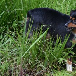 Sassy - Toy Australian Shepherd