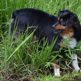 Sassy - Toy Australian Shepherd