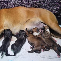 Boxer puppies from CC's Boston & Boxer Babies