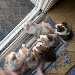 Miniature Australian Shepherds from Mike's Aussies