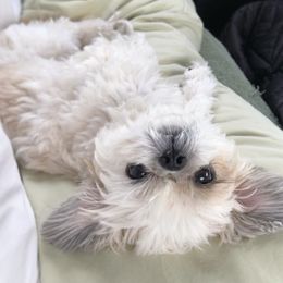 Hank - Shih Tzu