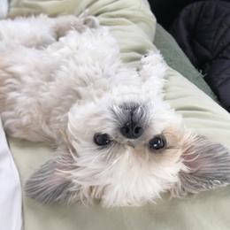 Hank - Shih Tzu