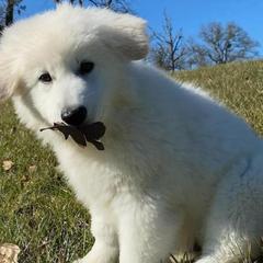 Berger Blanc Suisses from Little Lamb Fam