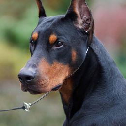 Doberman Pinschers from Holloway Dobermans